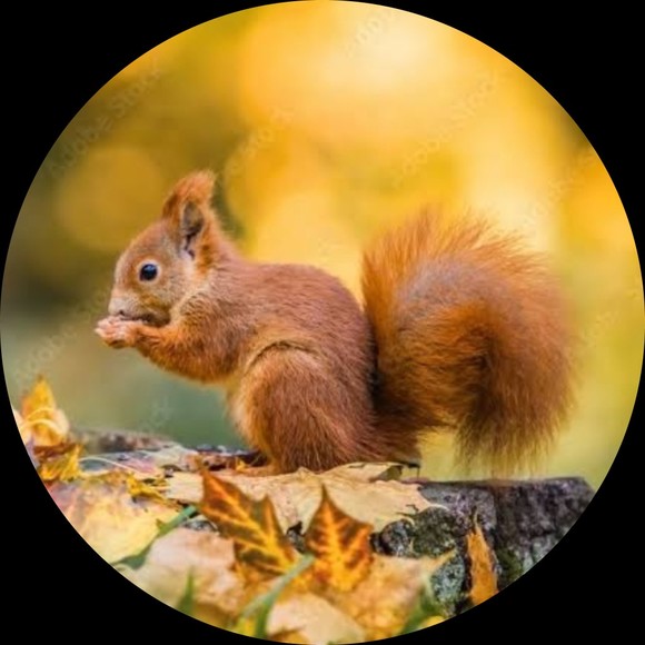 squirrel_square